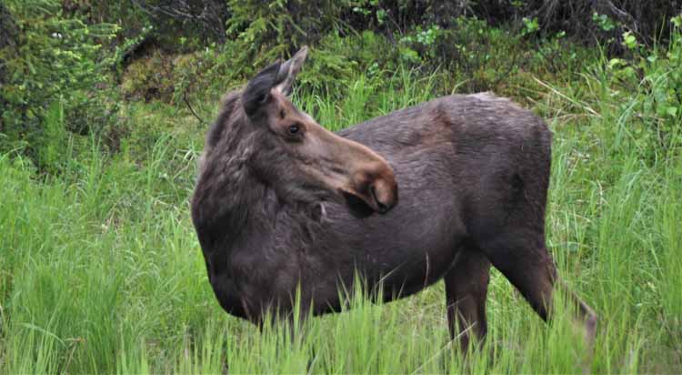 moose